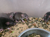 Fancy rats and dumbo rats