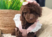 Adorable Miniature female poodle puppie
