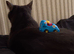 Needs Rehoming Tonight  - Twinkle