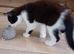 Adorable kittens