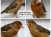 Various show canaries for sale of different breeds