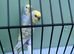 Top quality rainbow budgie