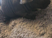 1 skinny pig boy ready to reserve