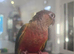 Baby Tame yellow sided green cheek conure