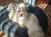 Maltese Puppies