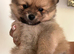 Ready next week! Beautiful puppies