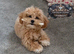 WAITING LIST ESPONJOSO Asian Maltipoo 4*Council Licensed