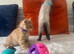 3 Left . beautifull kittens!! Ready Now !
