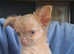 Last 2 boys 12 week old long coat chihuahua pups