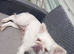 Female fluffy frenchie