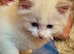 Ragdoll registered kittens ready end of June