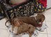 Choclate dapple female up to date with everything healthy good with kids and other dogs age 3