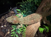 Chahoua Mainland Mossy Gecko