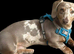 Isabella Dachshund