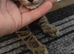 Kitten boy available