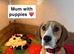BEAGLIERS 2 LEFT FULLY VACCINATED