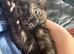 Tortie kitten