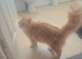 3/4 maine coon kittens