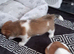 Jack russel pups