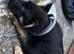 German shephard puppy for sale