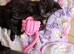 5 black kittens 1 with 4 white boots can be seen with mum