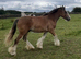 "Traditional" Bay Colt Cob/Heavy Horse