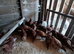 Hi brid Goldline female pullets