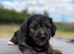 Jackapoo Puppies
