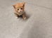 4 beautiful kittens