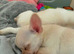 Stunning TINY male chihuahua
