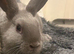 Mini lop x Rex baby bunny rabbit & enclosure