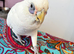 Bare Eyed Cockatoo
