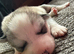 Husky mixed puppies from family home