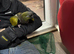 Patagonian Conure