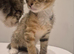 One tabby, one mixed tabby-ginger mix and one grey and white half british shorthair