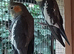 Cockatiels for sale in WS3
