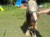 Mini cob