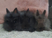 Double mane lionhead