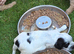 Sproker puppies for sale
