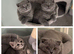 Scottish Fold /Straight male kittens/vaccinated, microchipped, vet checked