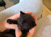 Sphynx cross ragdoll black/dark brown kitten girl