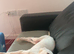 Saluki x Dalmatian