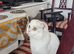 Scottish Fold