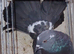 Indian Fantails for sale