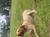 Lovely chunky labrador girl