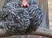 Bielefelder x chicks