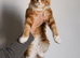 Beautiful Russian Import Kittens TICA