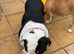 KC registered English bulldog girl