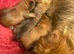 5 beautiful fur babies