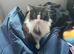 5/6yr old cat in need of a rehoming.
